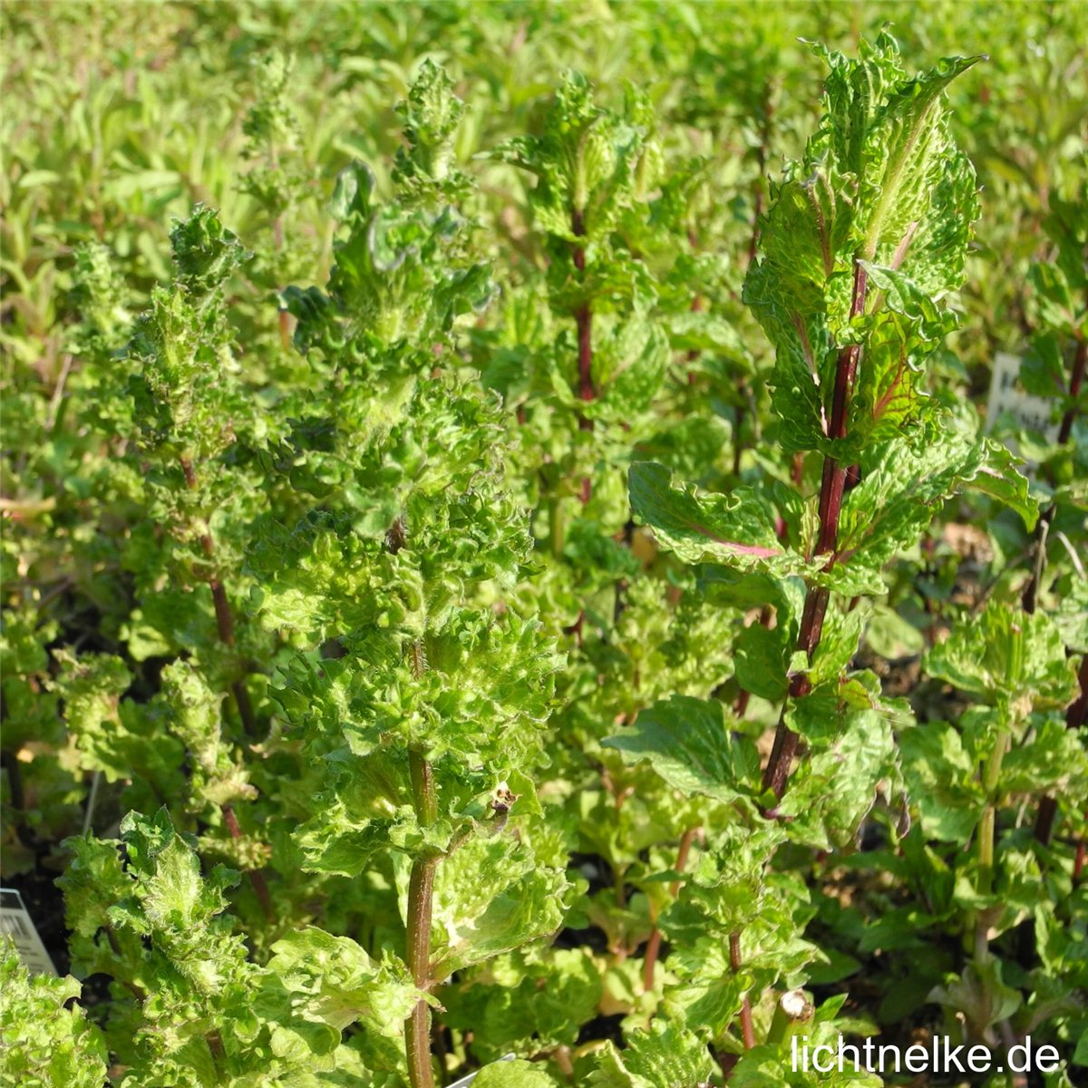 20 Samen grüne Minze Mentha viridis #758