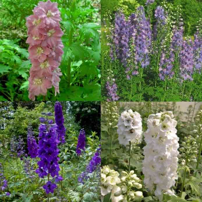 Paket mit 10 Pflanzen Anemone Stauden