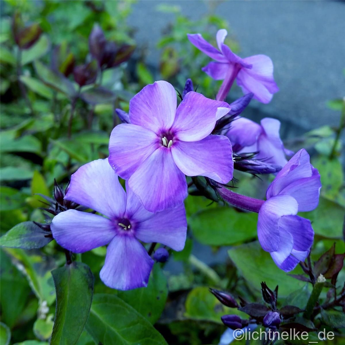 Phlox paniculata /' Swizzle /' Flammenblume Phlox Tb9