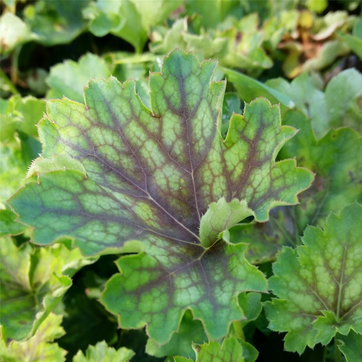 Heuchera americana /'Marvelous Marble/' Purpurglöckchen