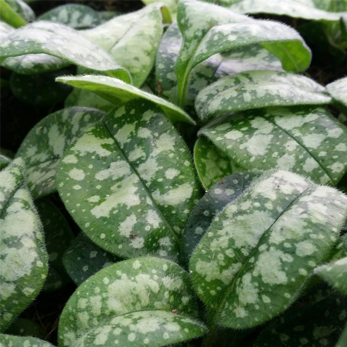 Frühlingsblüher für schattige Standorte Pulmonaria saccharata OPAL Lungenkraut