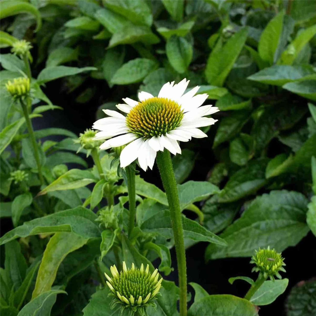 Sonnenhut (Echinacea purpurea POWWOW WHITE) Schmetterlingsanflug