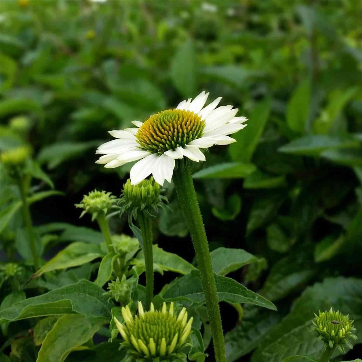 Sonnenhut (Echinacea purpurea POWWOW WHITE) Schmetterlingsanflug