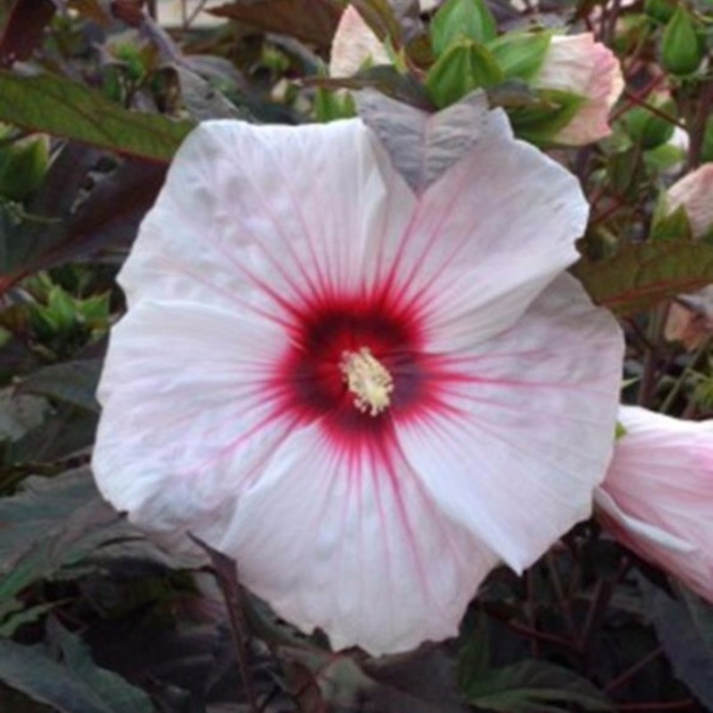 Hibiskus weiß rosa gefüllt Blüten 10 Samen, winterhart Malve Garten Eibisch
