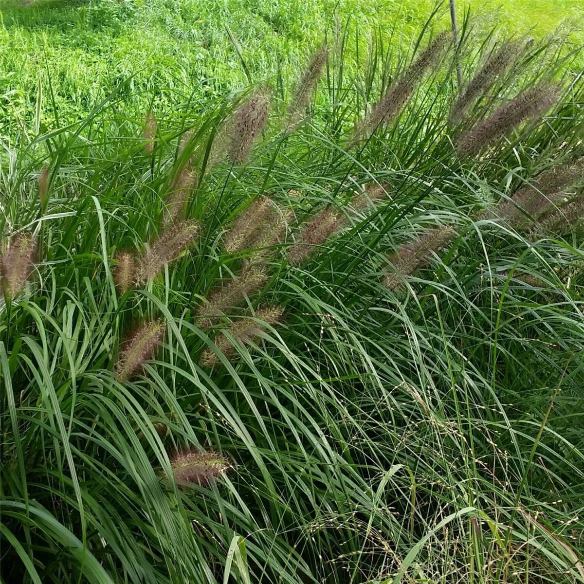 Federborstengras Lampenputzergras `Viridescens´