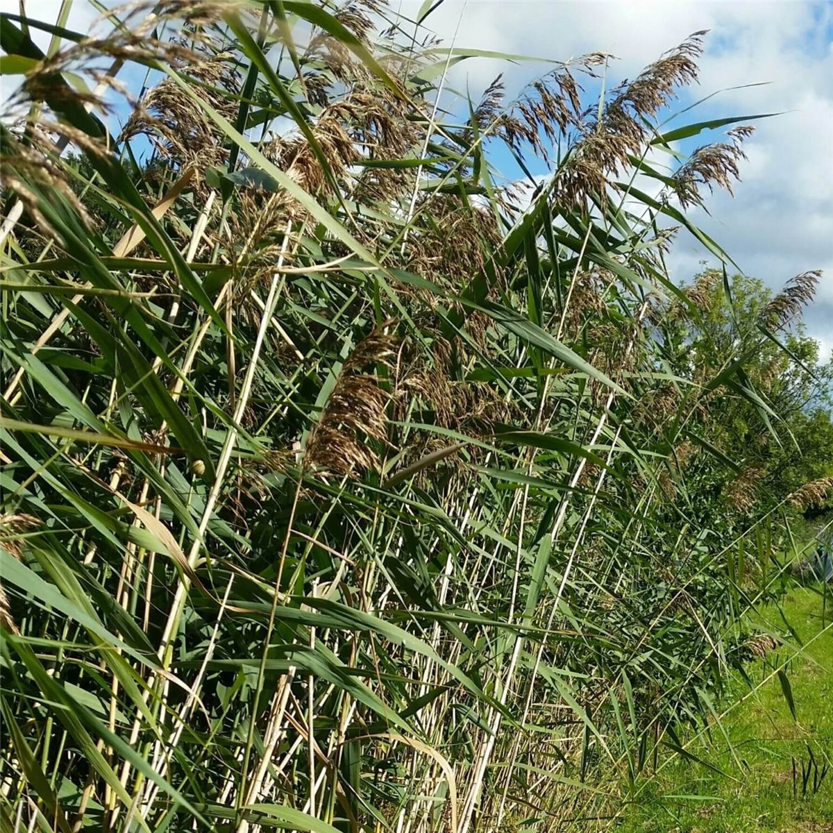 1x Sumpf Pflanze Schilfrohr Schilf Phragmites Tb9 Staude Ebay