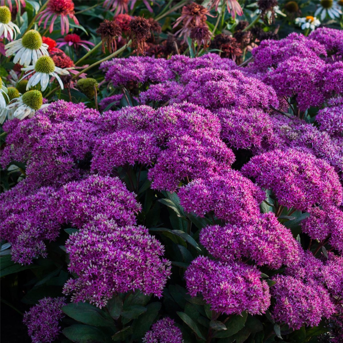 Goodbud Qualitäts-Stauden Kombiversand TOP Bewertu Fetthenne Sedum telephium Mr