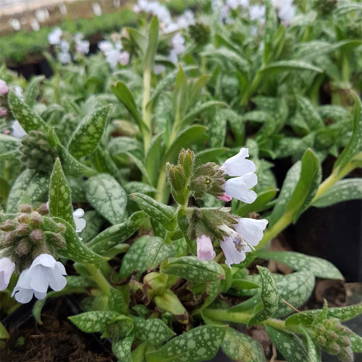 Frühlingsblüher für schattige Standorte Pulmonaria saccharata OPAL Lungenkraut