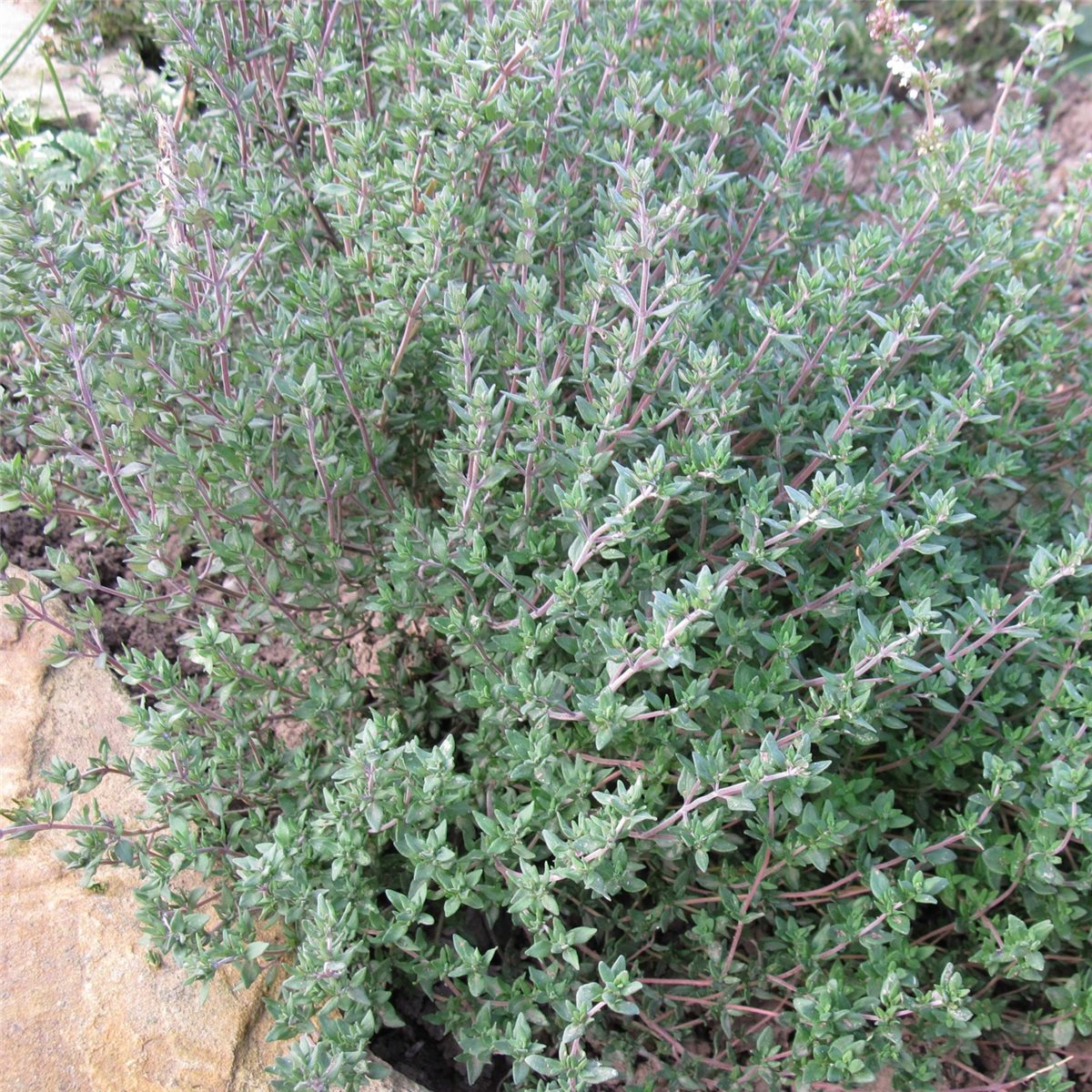 Gewürzthymian Thymus vulgaris PRECOMPA graugrüne Belaubung Heilkraut Gewürz