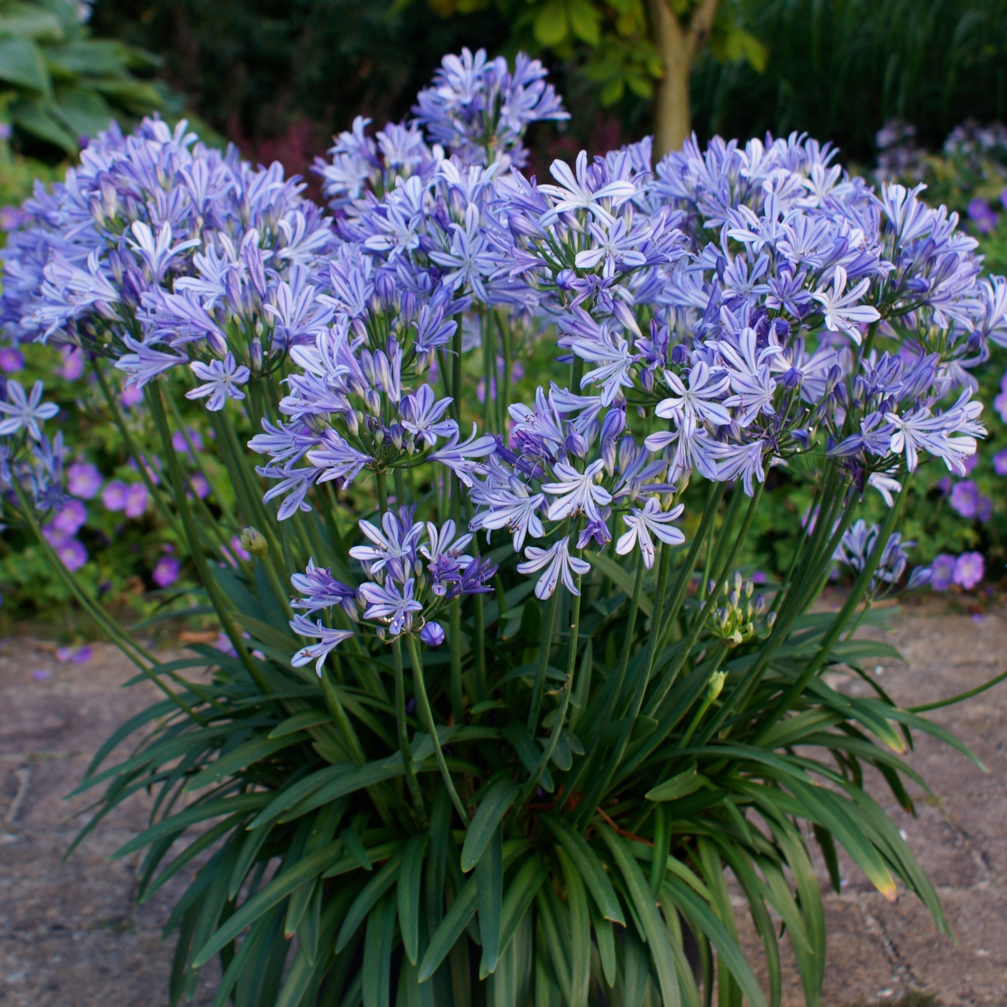 1x Staude Zwerg-Schmucklilie (Agapanthus africanus) Charlotte | eBay