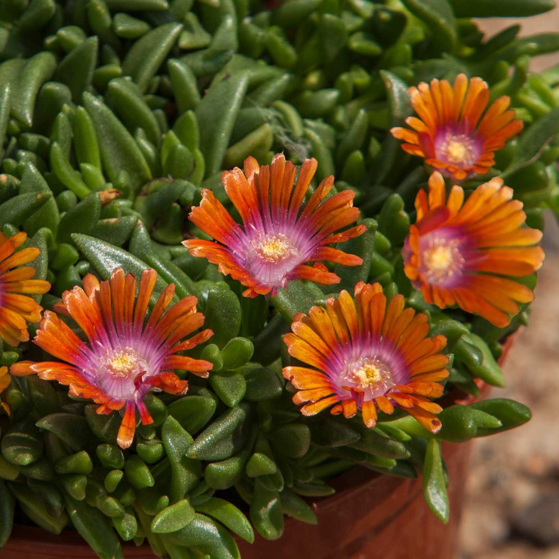 1x Staude Mittagsblümchen Sundella Orange Delosperma