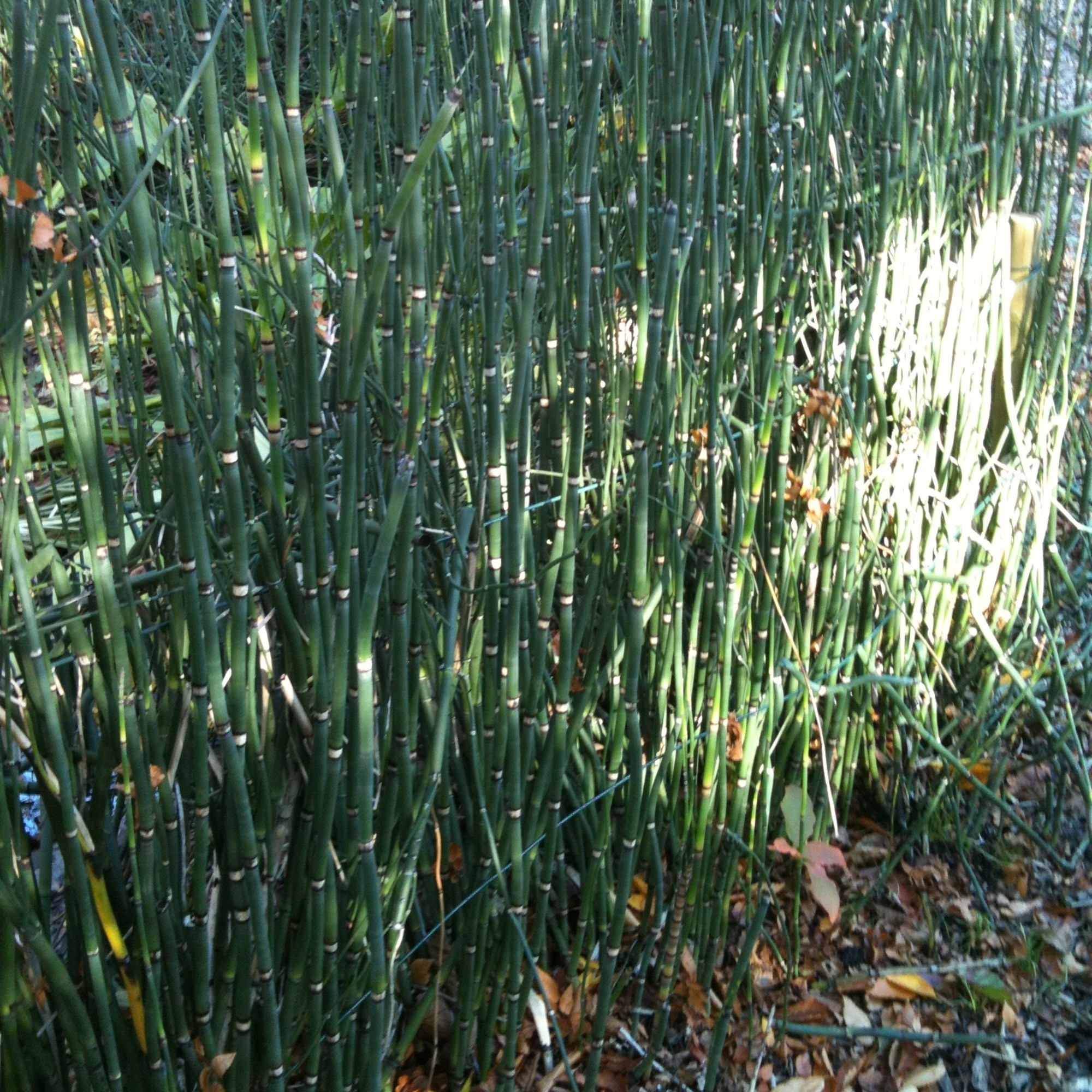 1x Staude Garten Pflanze Riesen Schachtelhalm Equisetum Hyemale