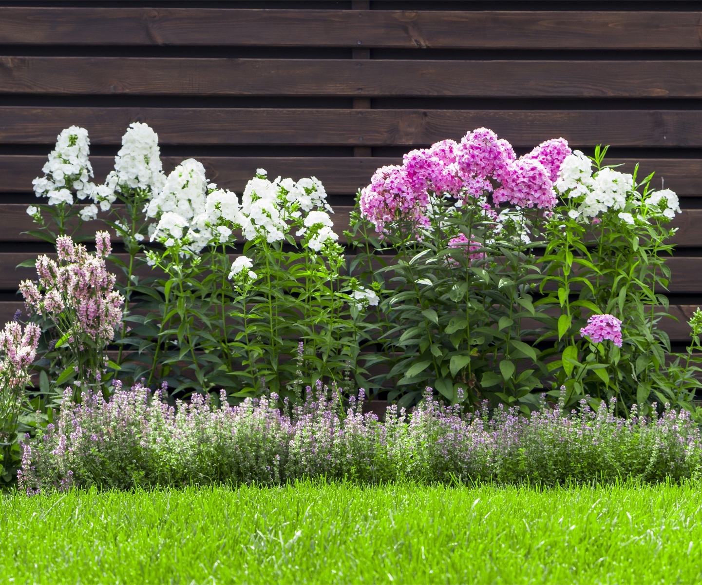 Sonnenhüte Fingerhut winterharte Stauden Phlox // Flammenblume 7 Stk