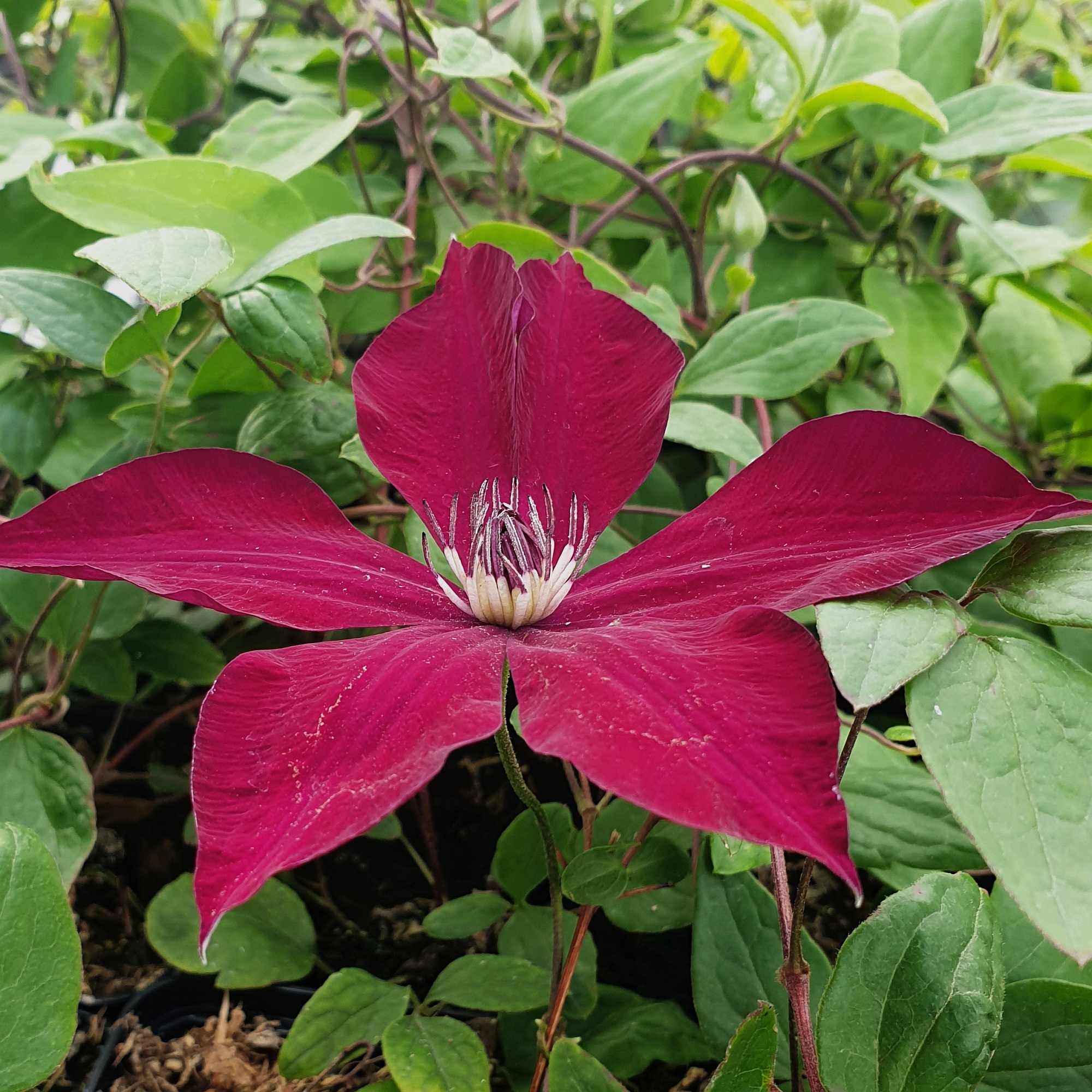 Waldrebe Clematis hybrida Hisako Garland Evipo 087 Qualitäts-Stauden Kombiversan