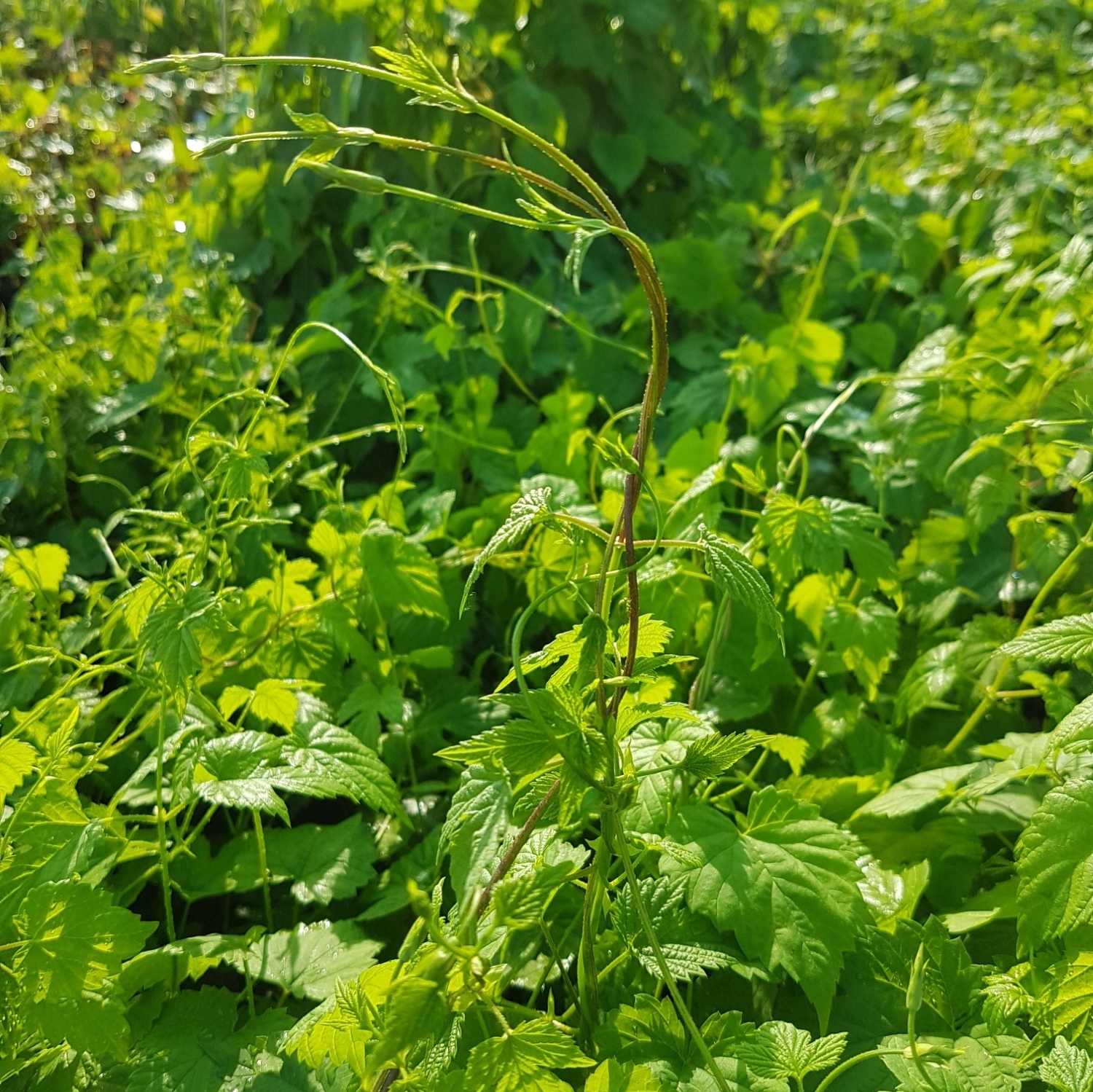 Wilder Hopfen Humulus Lupulus Kletterpflanze Zur