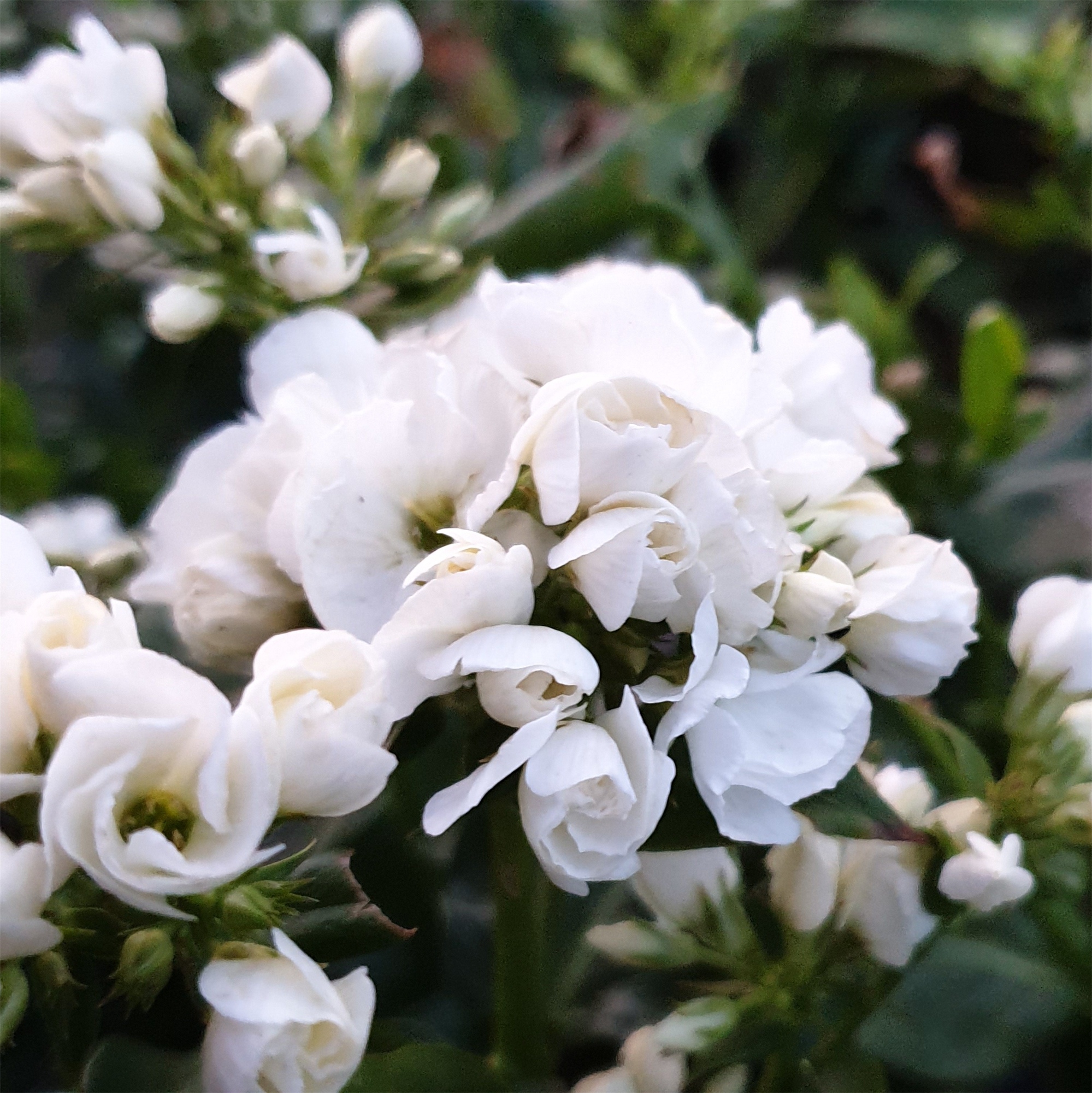Phlox paniculata /' Swizzle /' Flammenblume Phlox Tb9