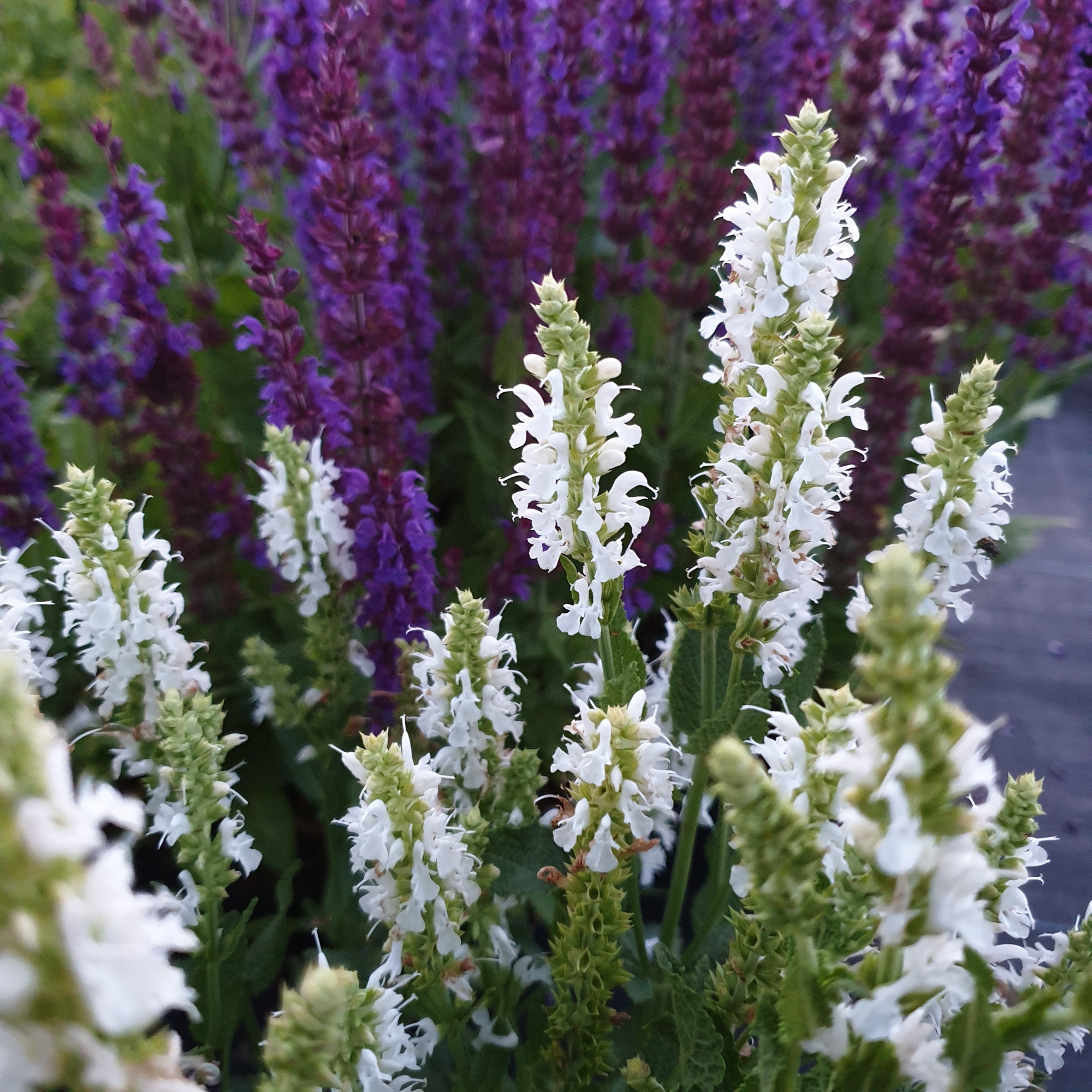Salvia nemorosa SCHNEEHÜGEL 1x Staude Pflanze Salbei