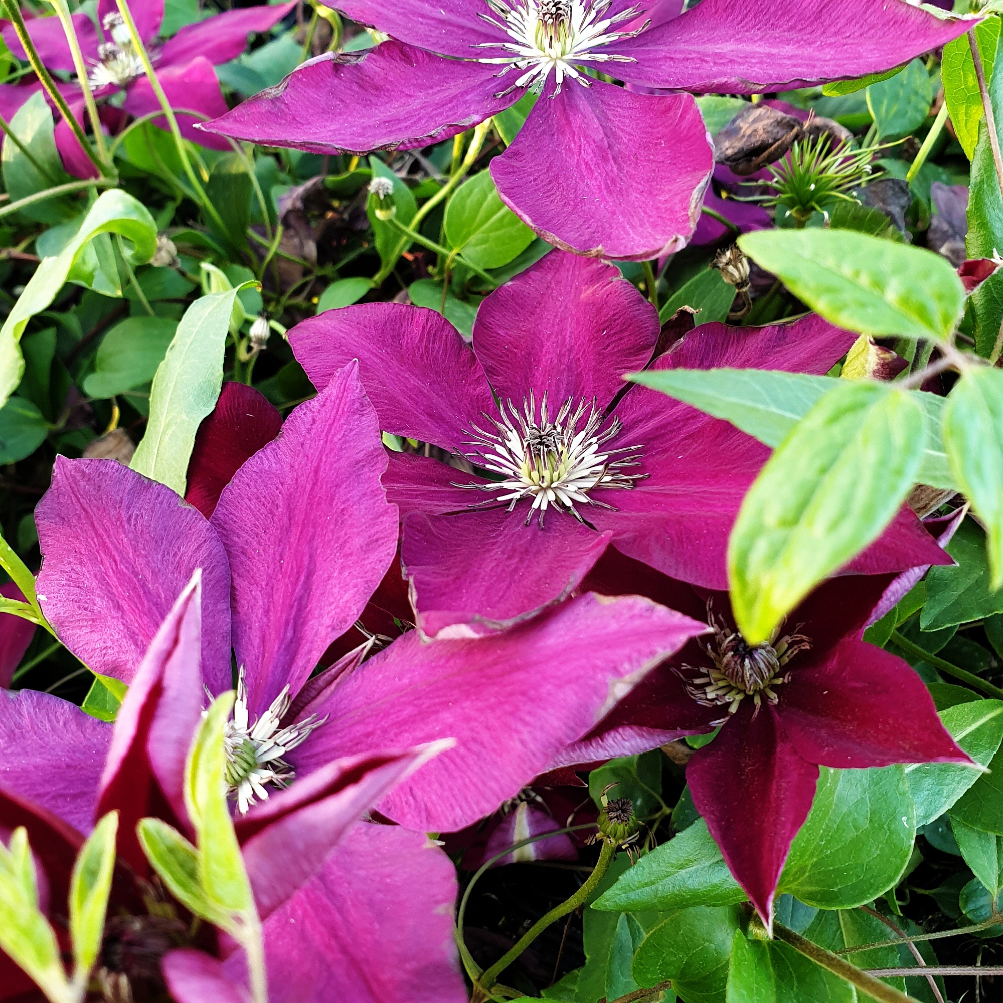 Waldrebe Clematis hybrida Hisako Garland Evipo 087 Qualitäts-Stauden Kombiversan