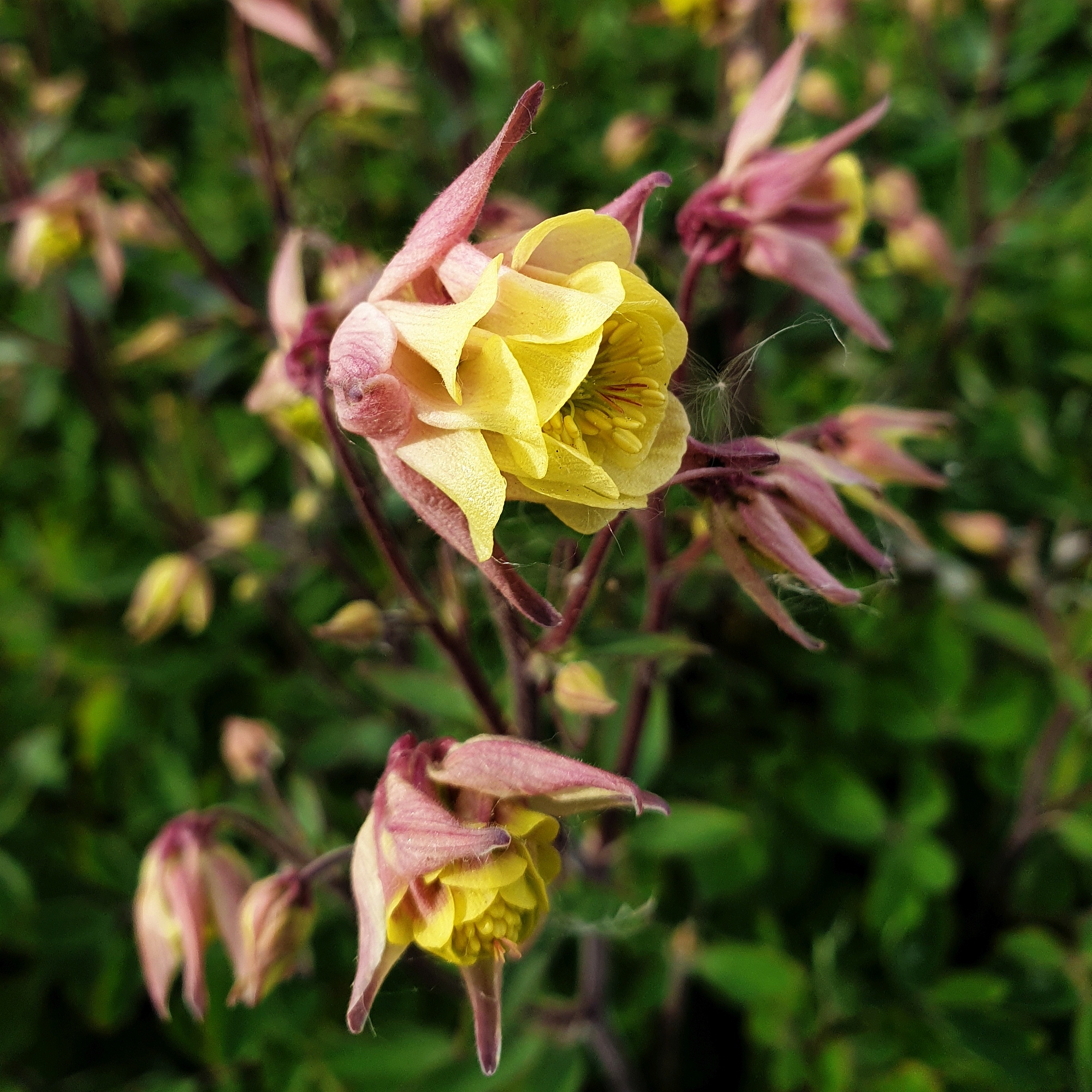 Aquilegia vulgaris WINKY DOUBLE ROSE /& WHITE gefüllt Akelei