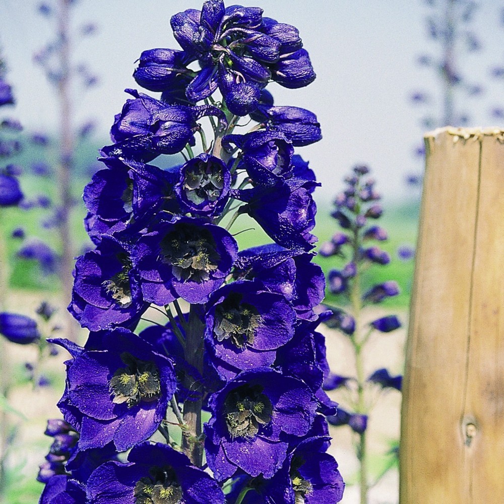 Rittersporn (Delphinium Pacific Giants) BLACK KNIGHT großblumig + gut
