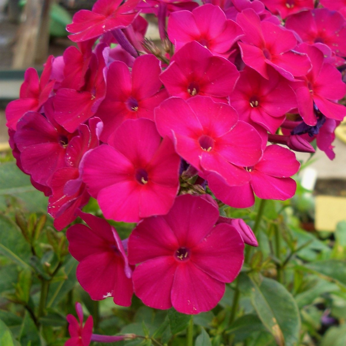 Phlox paniculata /' Swizzle /' Flammenblume Phlox Tb9