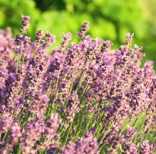 Lavendel ( Lavandula angustifolia PINK HIDCOTE ) rosa Duftpflanze ...