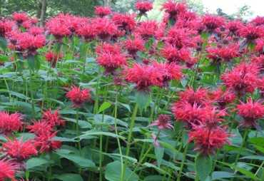Feinhalmchinaschilf Miscanthus sinensis /' Gracillimus /'